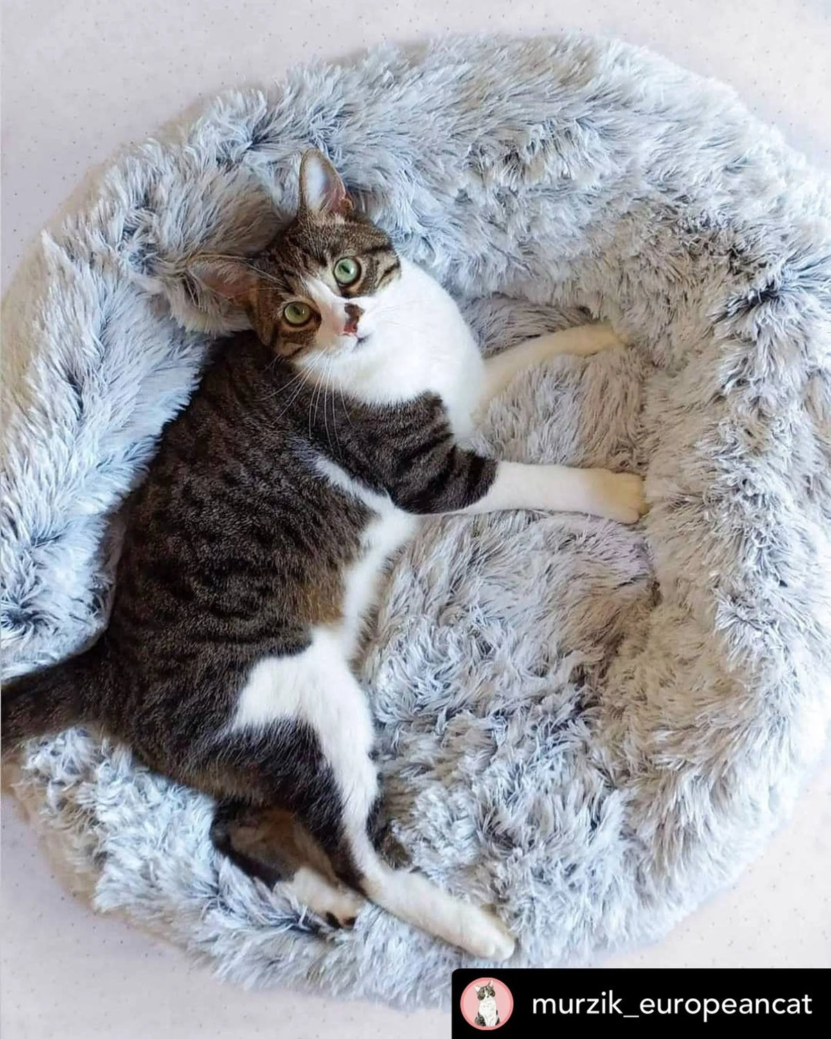 Orthopedic Plush Donut Dog Bed