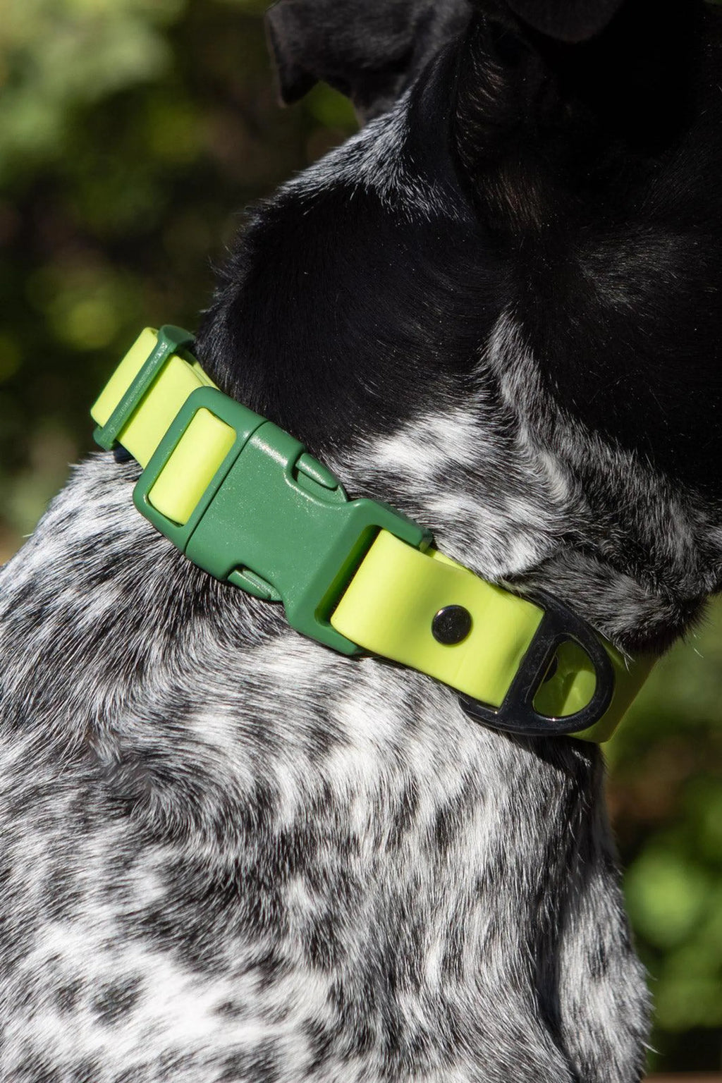 Mossy Pine Waterproof Dog Collar – Outdoor Adventure Style