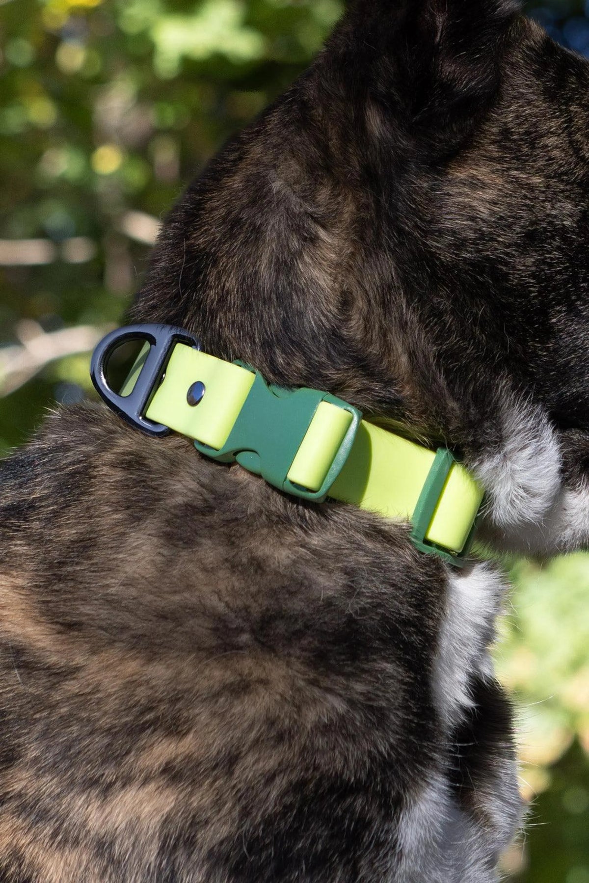 Mossy Pine Waterproof Dog Collar – Outdoor Adventure Style