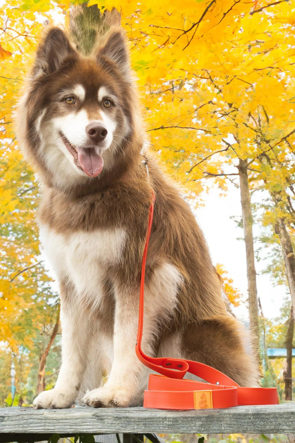 Scarlet Peaks Waterproof Dog Collar – Rugged Outdoor Style