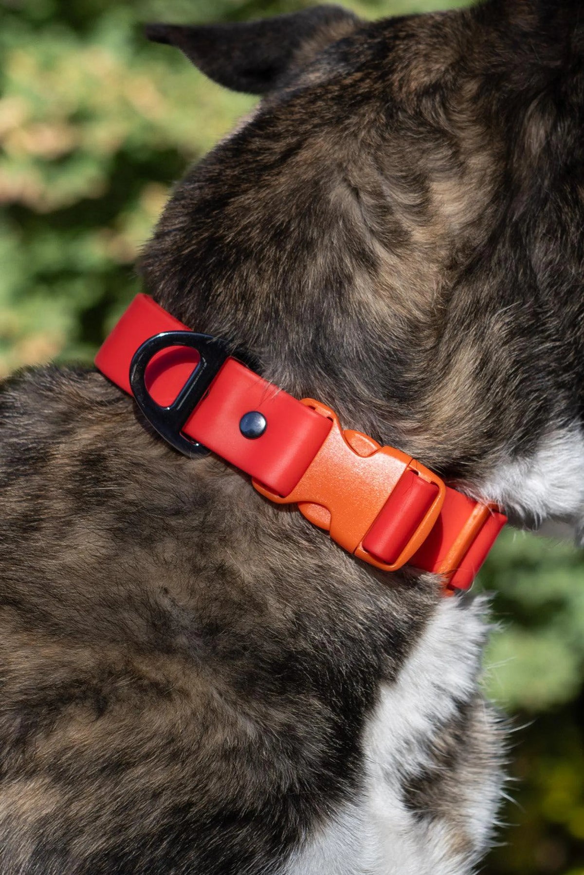 Scarlet Peaks Waterproof Dog Collar – Rugged Outdoor Style