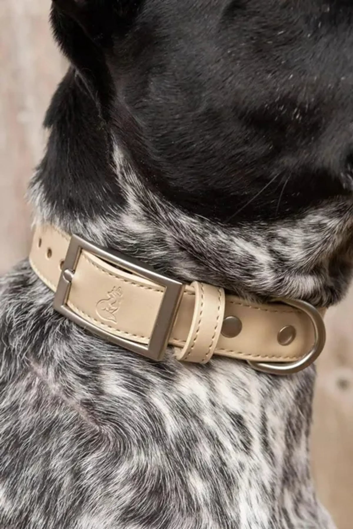 Festora Pets Champagne Fizz Vegan Leather Dog Collar – Elegant Everyday Style