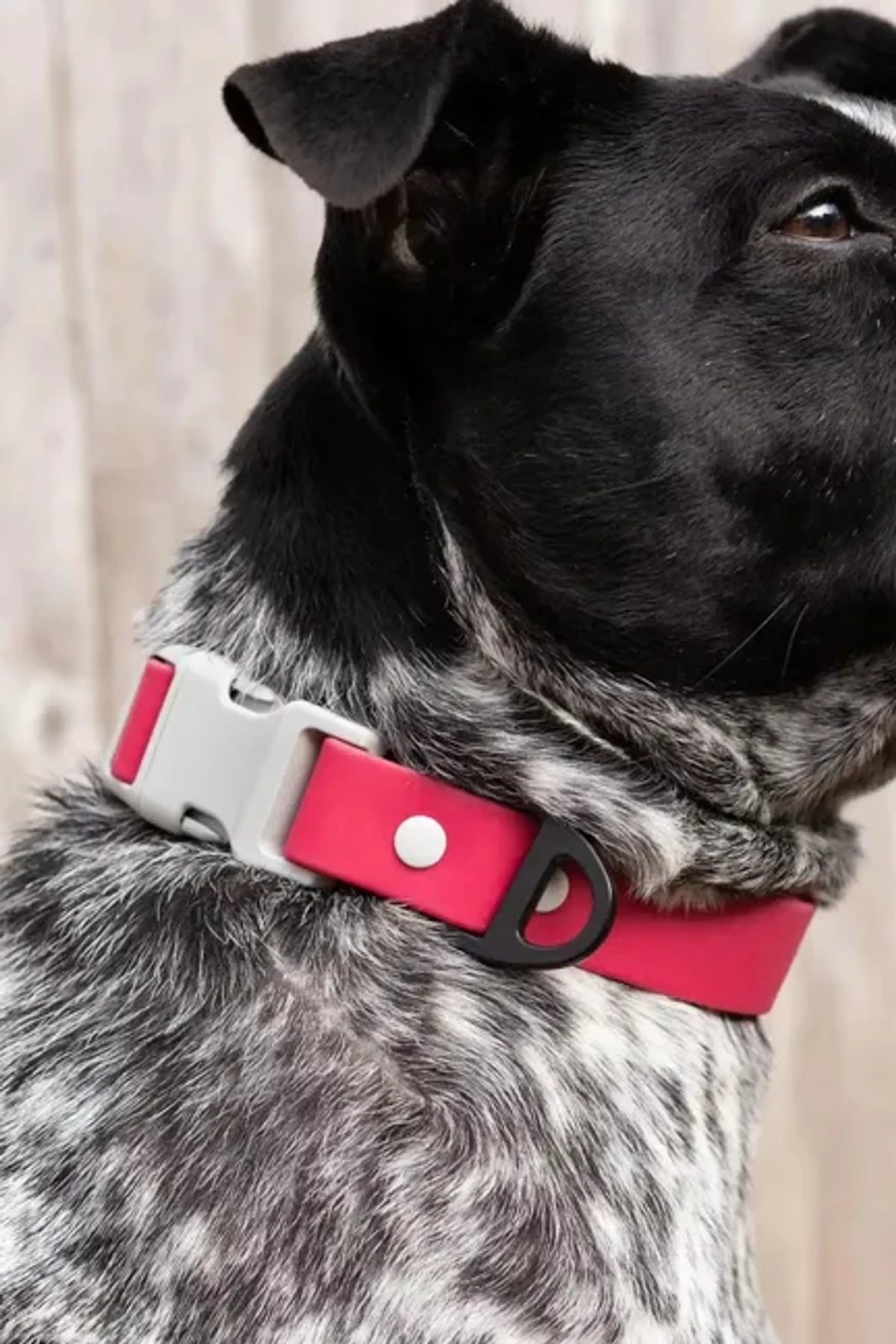 Red Mountain Waterproof Dog Collar – Durable Outdoor Style