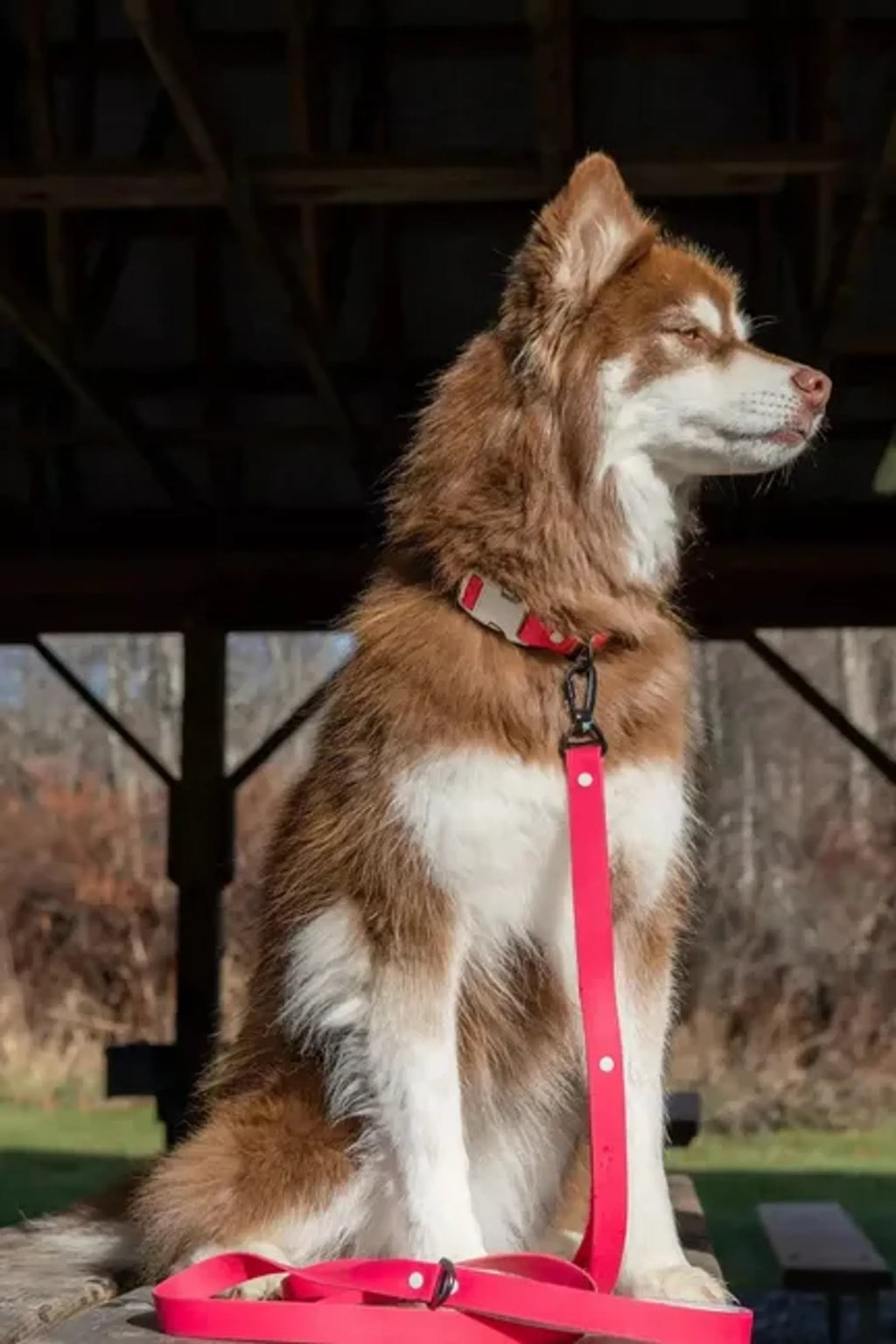 Red Mountain Waterproof Dog Collar – Durable Outdoor Style