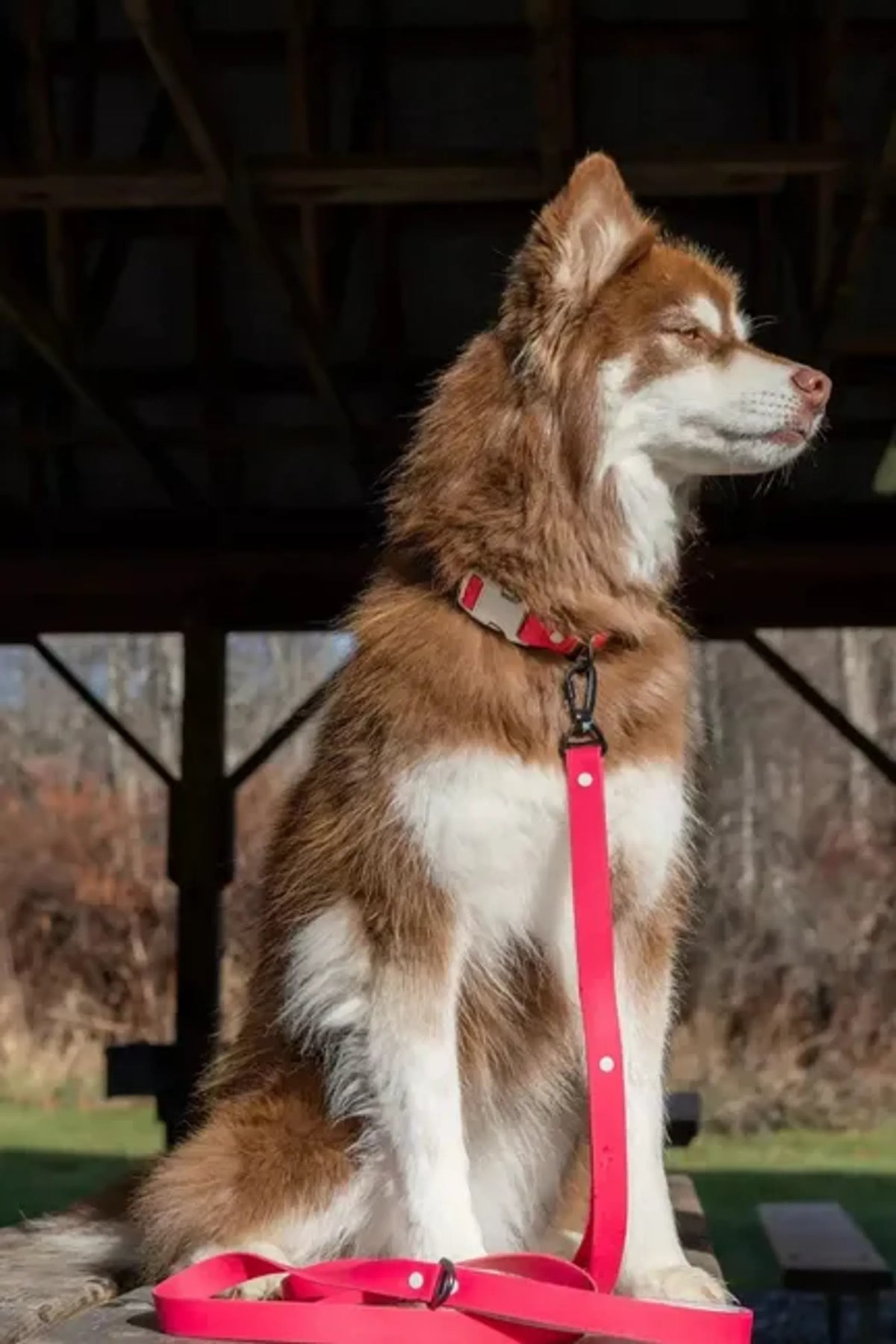 Red Mountain Waterproof Dog Collar – Durable Outdoor Style